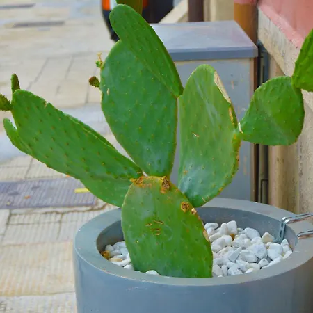 Appartement Domus Athena *